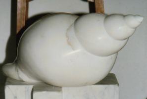 schelp carraramarmer